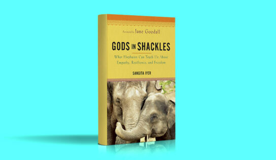Gods in Shackles – What Elephants Can Teach Us About Empathy, Resilience, and Freedom